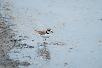 The little ringed plover