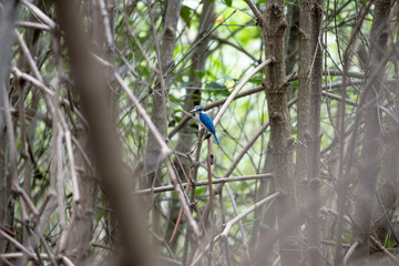 The collared kingfisher or mangrove kingfisher is a medium-sized kingfisher belonging to the subfamily Halcyoninae, the tree kingfishers. It is also known as the white-collared kingfisher.