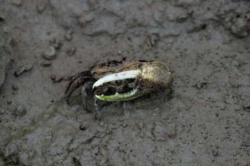 A fiddler crab, sometimes known as a calling crab, may be any of approximately 100 species of semi-terrestrial marine crabs