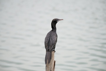 Little Cormorant
