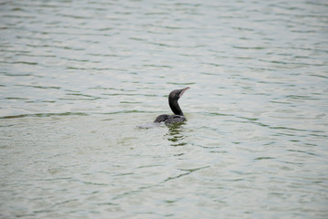 Little Cormorant