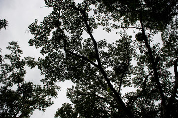 silhouette of big tree in forest as ant views