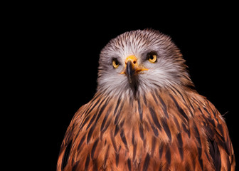 Portrait of a red kite on black background
