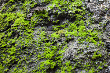 mossy tree on rock