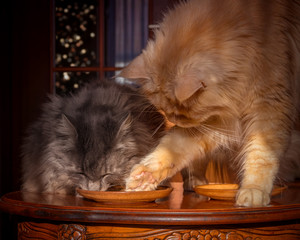 Cat stealing food from another cat's plate