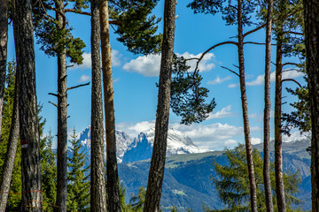 Looking through the trees at the mountains