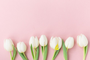 White tulips on pink background