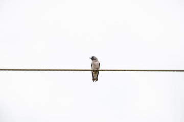 The ashy woodswallow  sometimes also called the ashy swallow-shrike is a woodswallow which is found in south Asia.