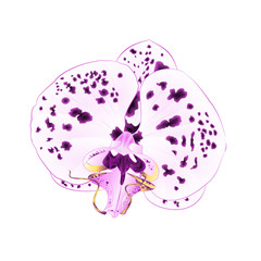 Orchid  with dots closeup  Phalaenopsis  Purple and white  beautiful flower  isolated vintage  vector closeup illustration editable  hand draw