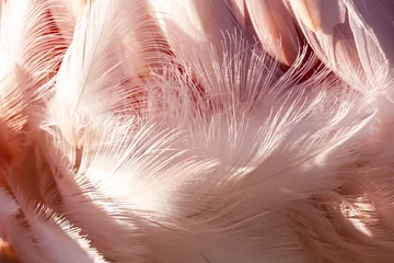 Gardinen Pink flamingo feathers © Victoria