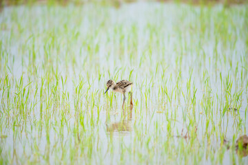 The black-winged stilt, common stilt, or pied stilt is a widely distributed very long-legged wader.