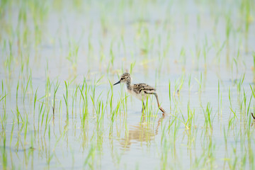 The black-winged stilt, common stilt, or pied stilt is a widely distributed very long-legged wader.
