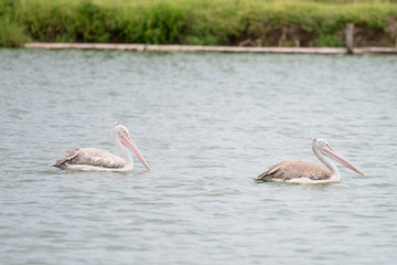 The spot-billed pelican or grey pelican (Pelecanus philippensis) is a member of the pelican family. It breeds in southern Asia.