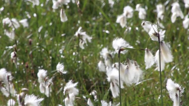 Fiori di cotone