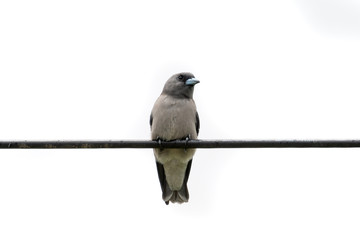 The ashy woodswallow  sometimes also called the ashy swallow-shrike is a woodswallow which is found in south Asia.