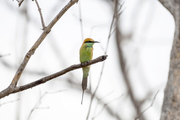 The green bee-eater or little green bee-eater is a near passerine bird in the bee-eater family.