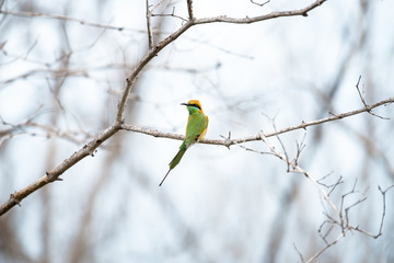 The green bee-eater or little green bee-eater is a near passerine bird in the bee-eater family.