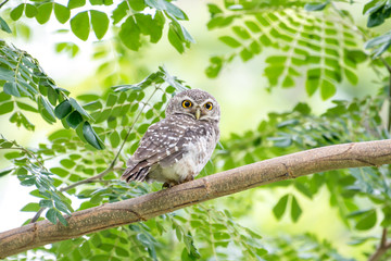 The spotted owlet or Athene brama is a small owl which breeds in tropical Asia from mainland India to Southeast Asia.