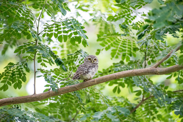 The spotted owlet or Athene brama is a small owl which breeds in tropical Asia from mainland India to Southeast Asia.