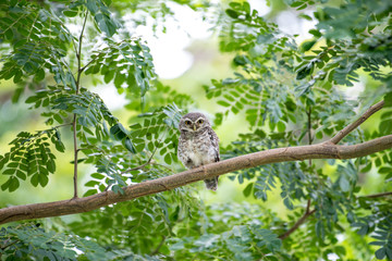 The spotted owlet or Athene brama is a small owl which breeds in tropical Asia from mainland India to Southeast Asia.