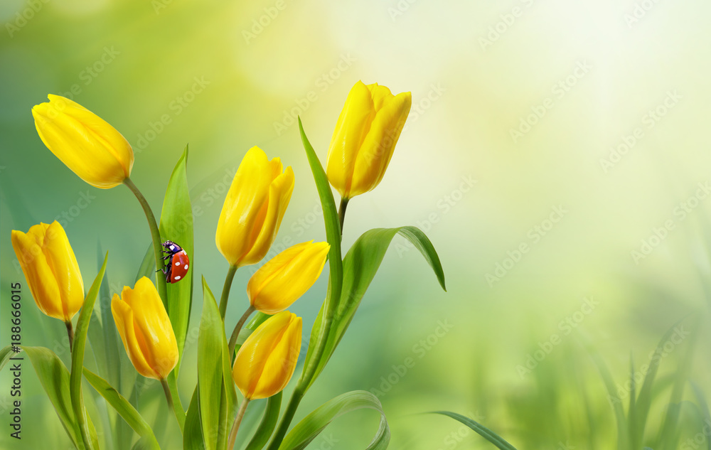 Fototapete spring floral template background with free space for text. a beautiful bouquet of yellow flowers tu
