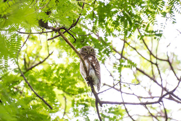 The Asian barred owlet is a species of true owl, resident in northern parts of the Indian Subcontinent and parts of Southeast Asia.
