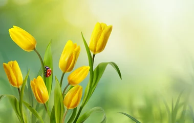 Printed kitchen splashbacks Tulip Spring floral template background with free space for text. A beautiful bouquet of yellow flowers tulips with ladybug in nature on meadow macro in rays of sunlight. Bright colorful artistic image.