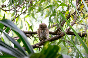 The Asian barred owlet is a species of true owl, resident in northern parts of the Indian Subcontinent and parts of Southeast Asia.