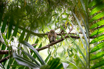 The Asian barred owlet is a species of true owl, resident in northern parts of the Indian Subcontinent and parts of Southeast Asia.