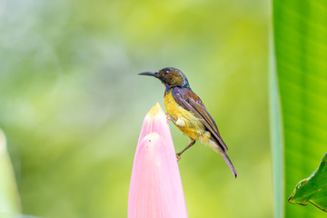 Brown-throated Sunbird or Plain-throated Sunbird.