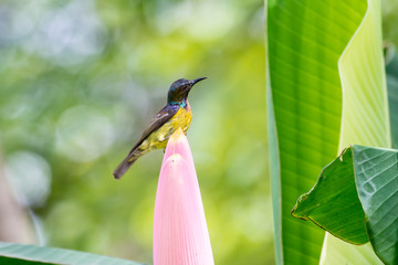 Brown-throated Sunbird or Plain-throated Sunbird.