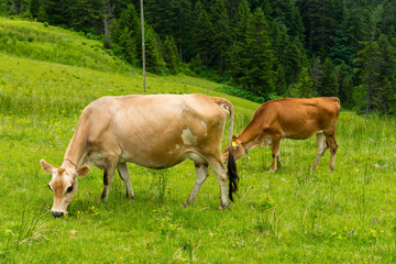 Fototapeta na wymiar Cattle on a Field Highland Rize, Turkey