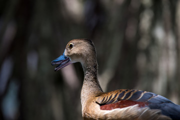 Lesser Whistling Duck
