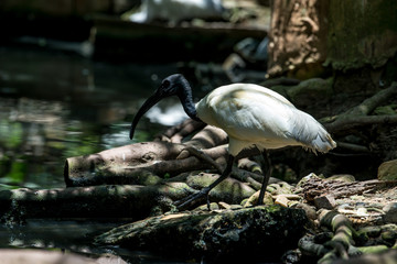 Black-headed ibis