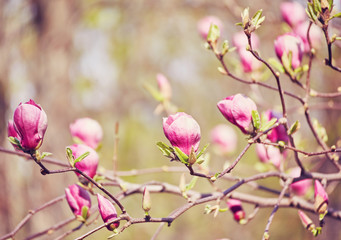 Macro of purple magnolia