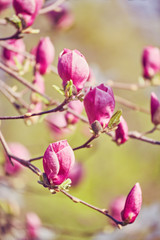 Fototapeta premium Macro of purple magnolia