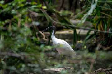 Black-headed ibis