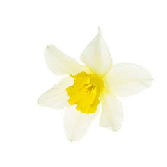 Fototapeta na wymiar fresh narcissus flowers
