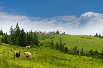 Fototapeta na wymiar Cattle on a Field Highland Rize, Turkey