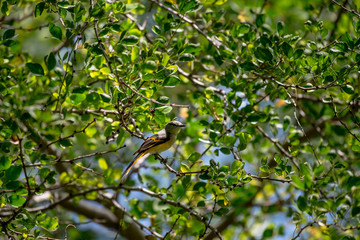 The small minivet is a small passerine bird. This minivet is found in tropical southern Asia