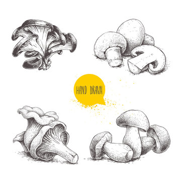 Hand drawn sketch style mushrooms compositions set. Champignon with half, oysters, chanterelles and porcini mushrooms. Organic eco raw food vector illustrations isolated on white background.