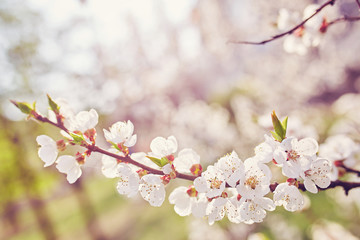 Spring blossom background. Beautiful nature scene with blooming tree and sun flare.