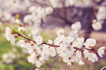 White sakura flower blossoming as natural background