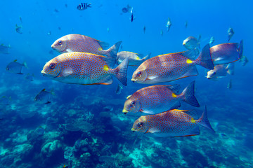 Fototapeta na wymiar School of bright orange-spotted spinefoot fishes (Siganus guttatus, Rabbitfish) swim through deep blue sea near coral reef near Redang island, Malaysia