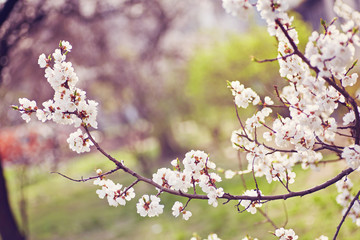 White sakura flower blossoming as natural background