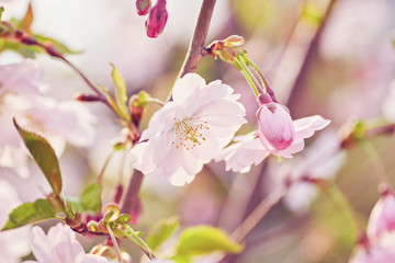 Blossoming of the apricot tree in spring time with white beautiful flowers.