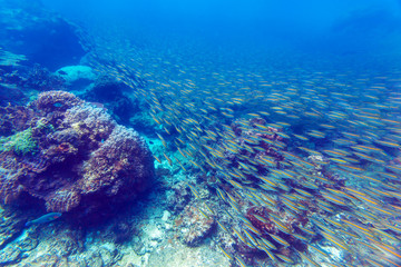 Big school of bright yellow fishes swimming through deep blue sea near coral reef area at Redang island, Malaysia