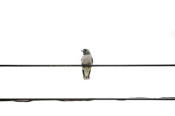 The ashy woodswallow  sometimes also called the ashy swallow-shrike is a woodswallow which is found in south Asia.