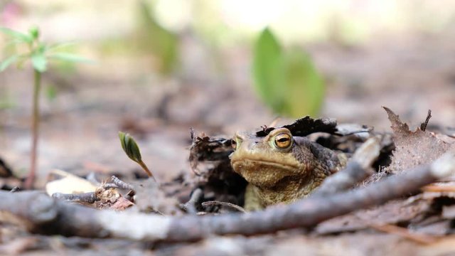 Bufo bufo or European toad sitting in spring forest