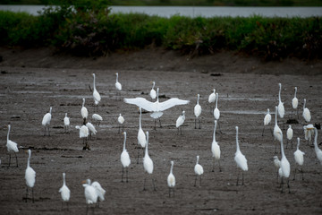 The little egret and cattle egrets are living in rice field in petchburi, Thailand